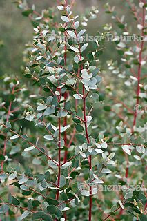 Eukalyptus spezial BIO (5 ml)