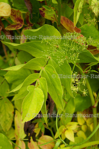 Galbanum abs. (2 ml)