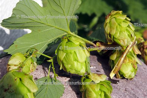 Hopfen CO2 (5 ml)