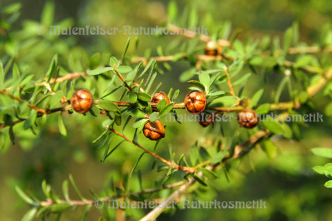Manuka-Lemon (3 ml)