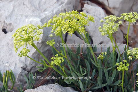 Meerfenchel (2 ml)