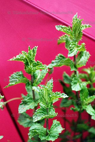 Pfefferminze - Krauseminze BIO (10 ml)