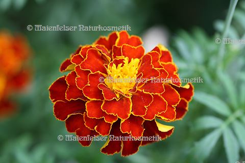 Tagetes - Südamerika (3 ml)