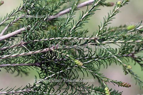 Tea Tree "Rosalina" (10 ml)