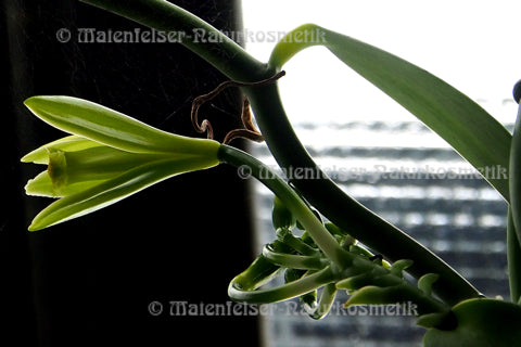Vanille abs. Madagaskar BIO (1 ml)
