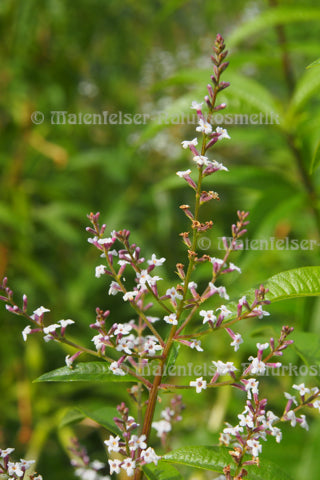 Verbena echt Bio, Korsika (1 ml)