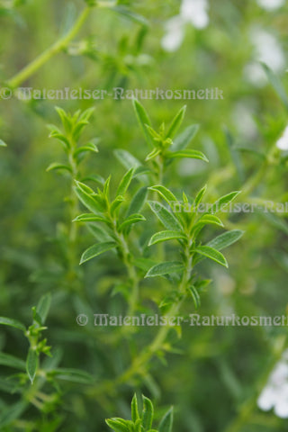 Bergbohnenkraut extra BIO (5 ml)