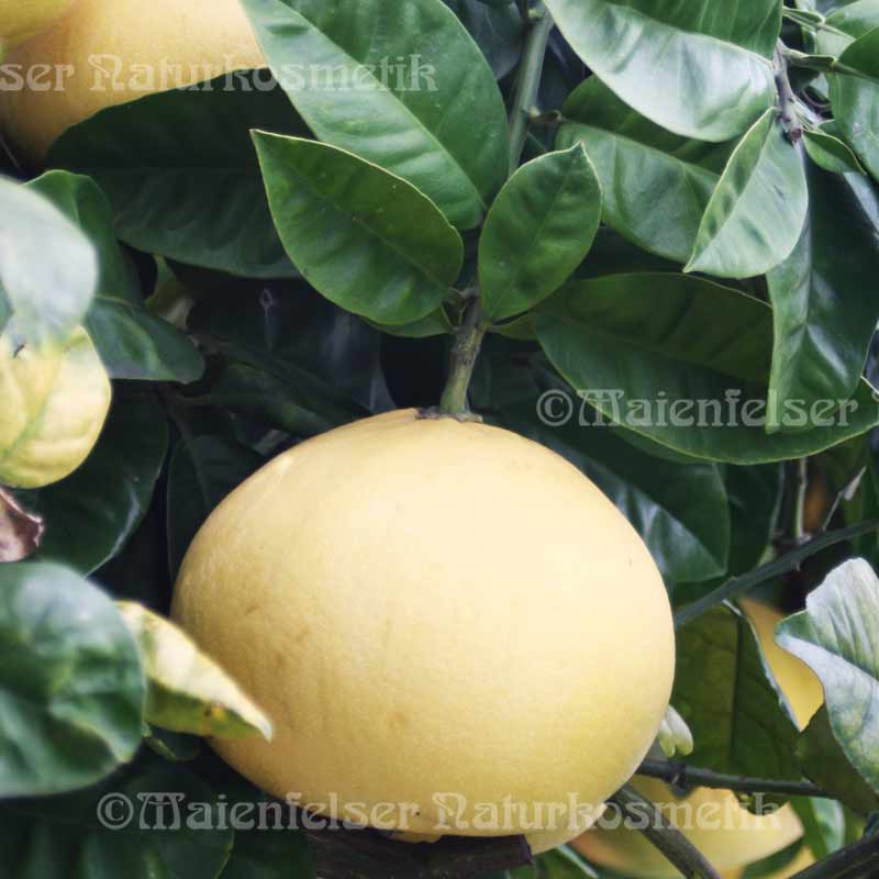 Pomelo (3 ml)