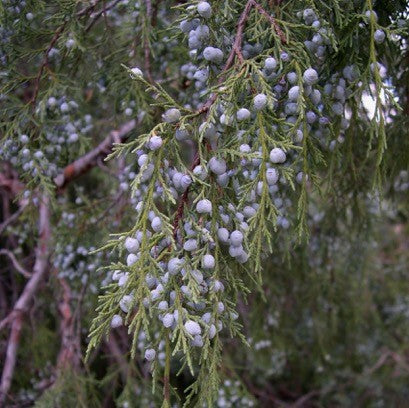 Wacholder - Rocky Mountain Juniper (2 ml)