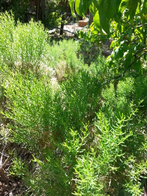 Rabbitbrush (1 ml)
