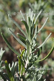 Lavendel franz. BIO