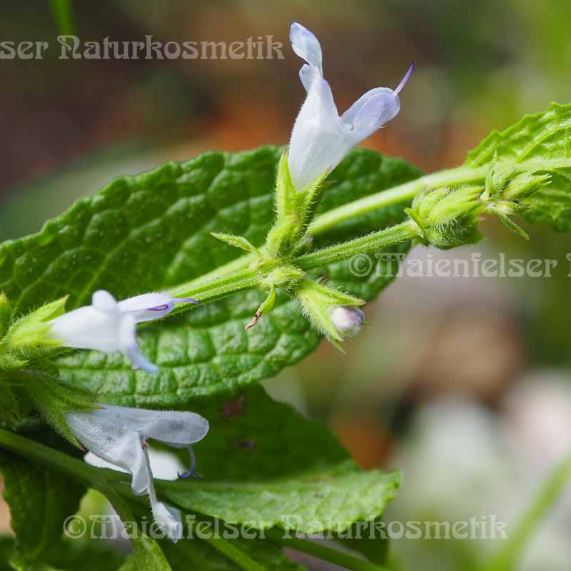 Salbei - African Salbei (2 ml)