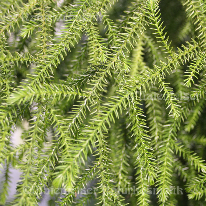 Dacrydium (Harzeibe) (2 ml)