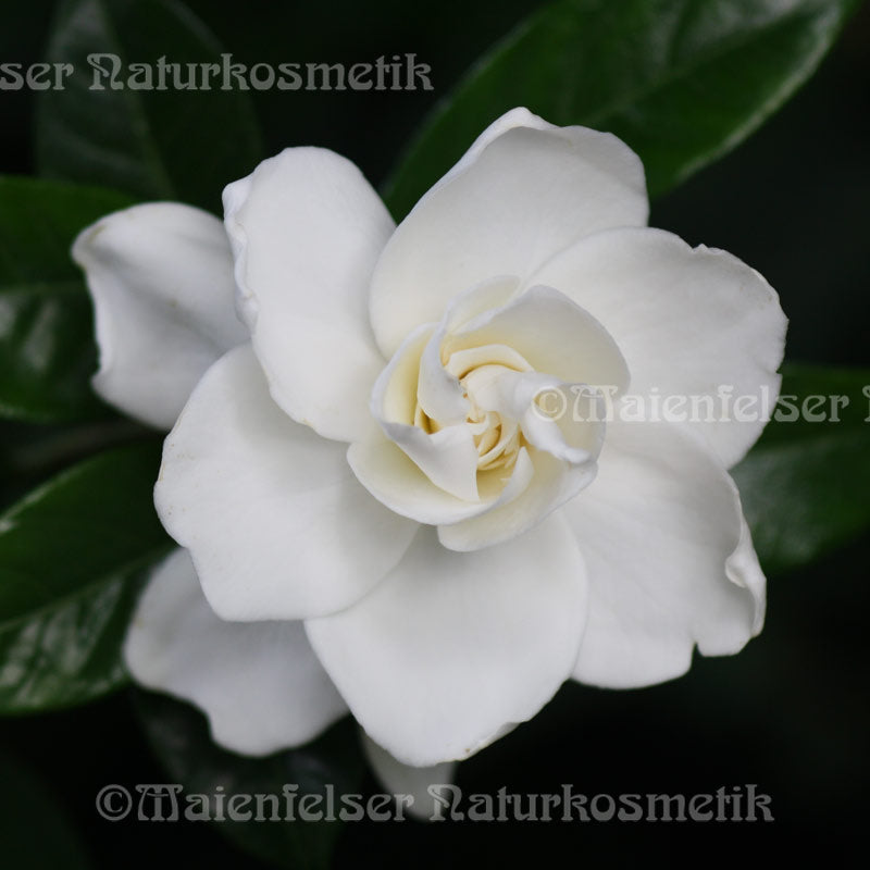 Gardenia Enfleurage (1 ml)