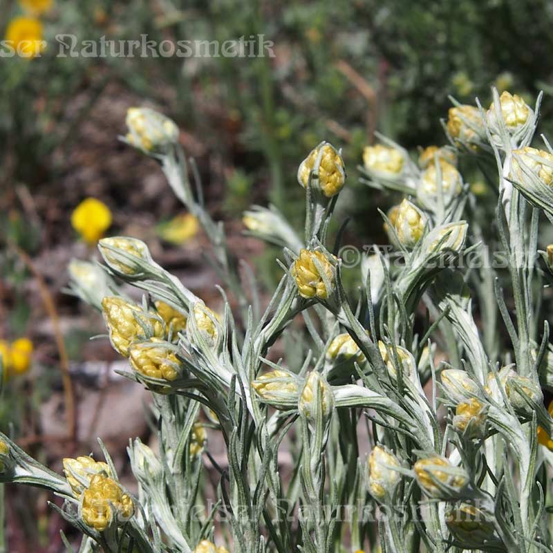 Immortelle dest. extra BIO (2 ml)