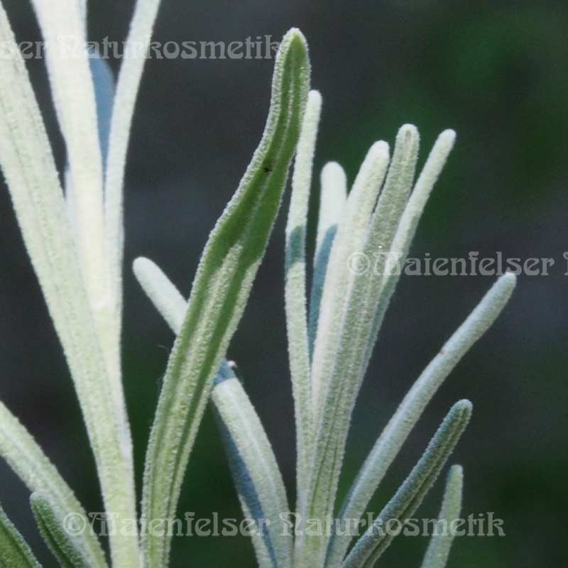 Lavendel 1a wild 1500 m Höhe (3 ml)