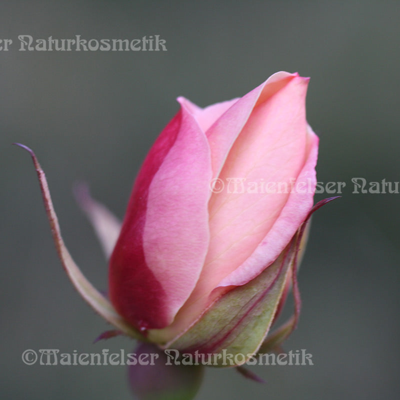 Rose - Tee-Rose (1 ml)