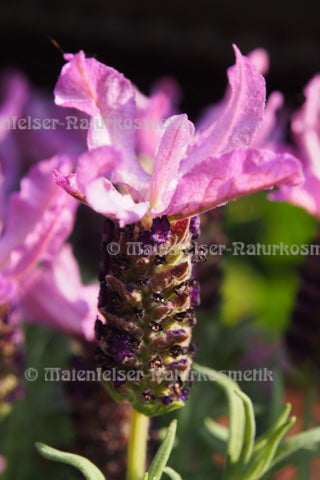 Lavendel - Schopflavendel, wild (2 ml)
