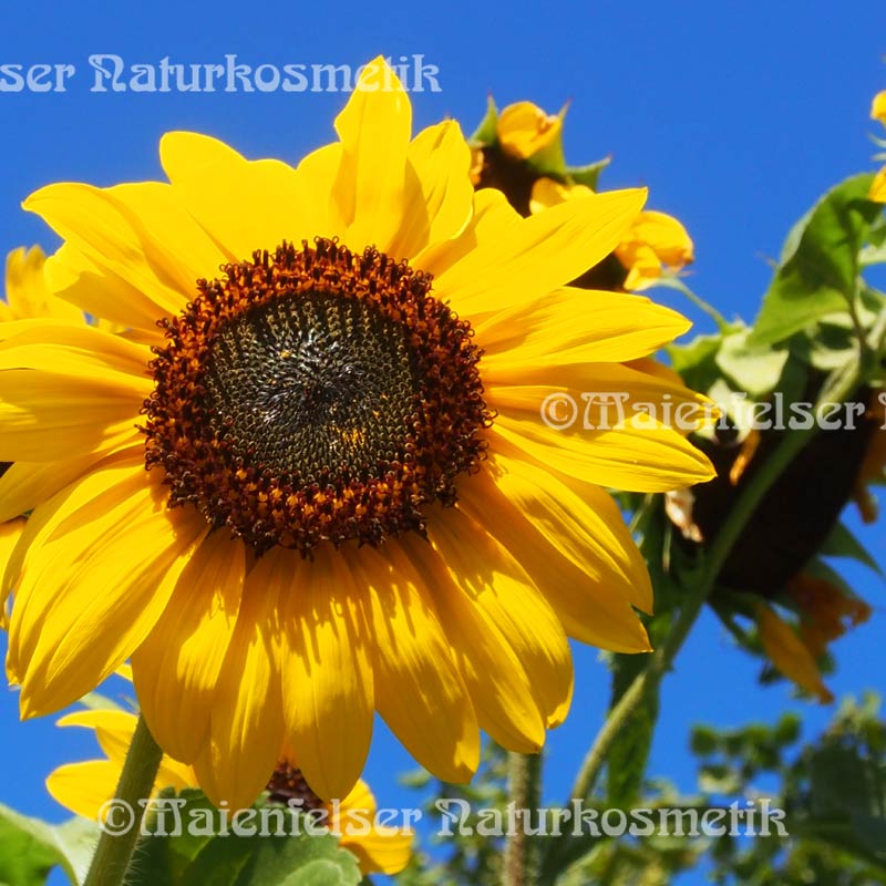 Sonnenblumenblütenöl (2ml)