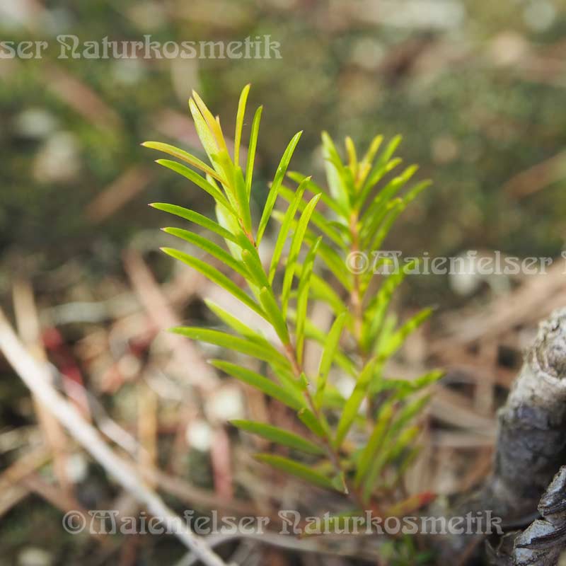 Tea Tree extra BIO