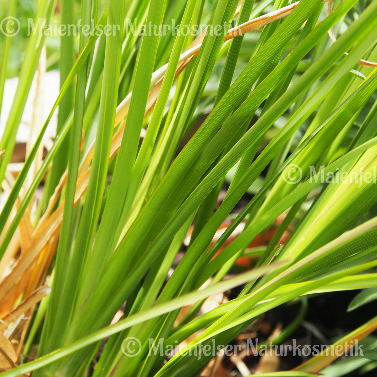 Vetiver BIO Madagaskar (5ml)