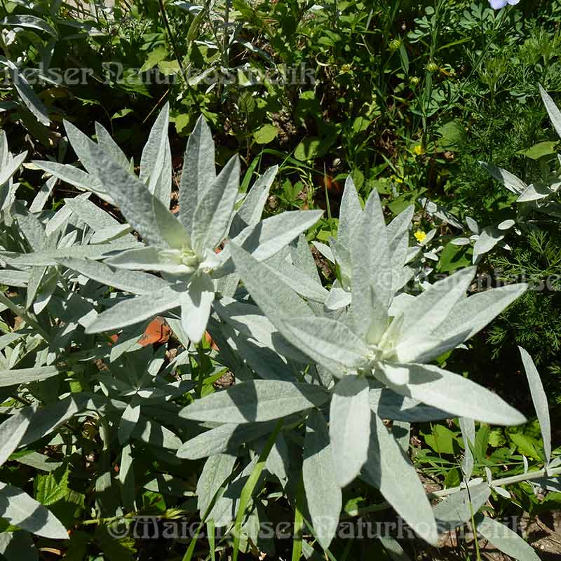 White Sage Brush (2 ml)
