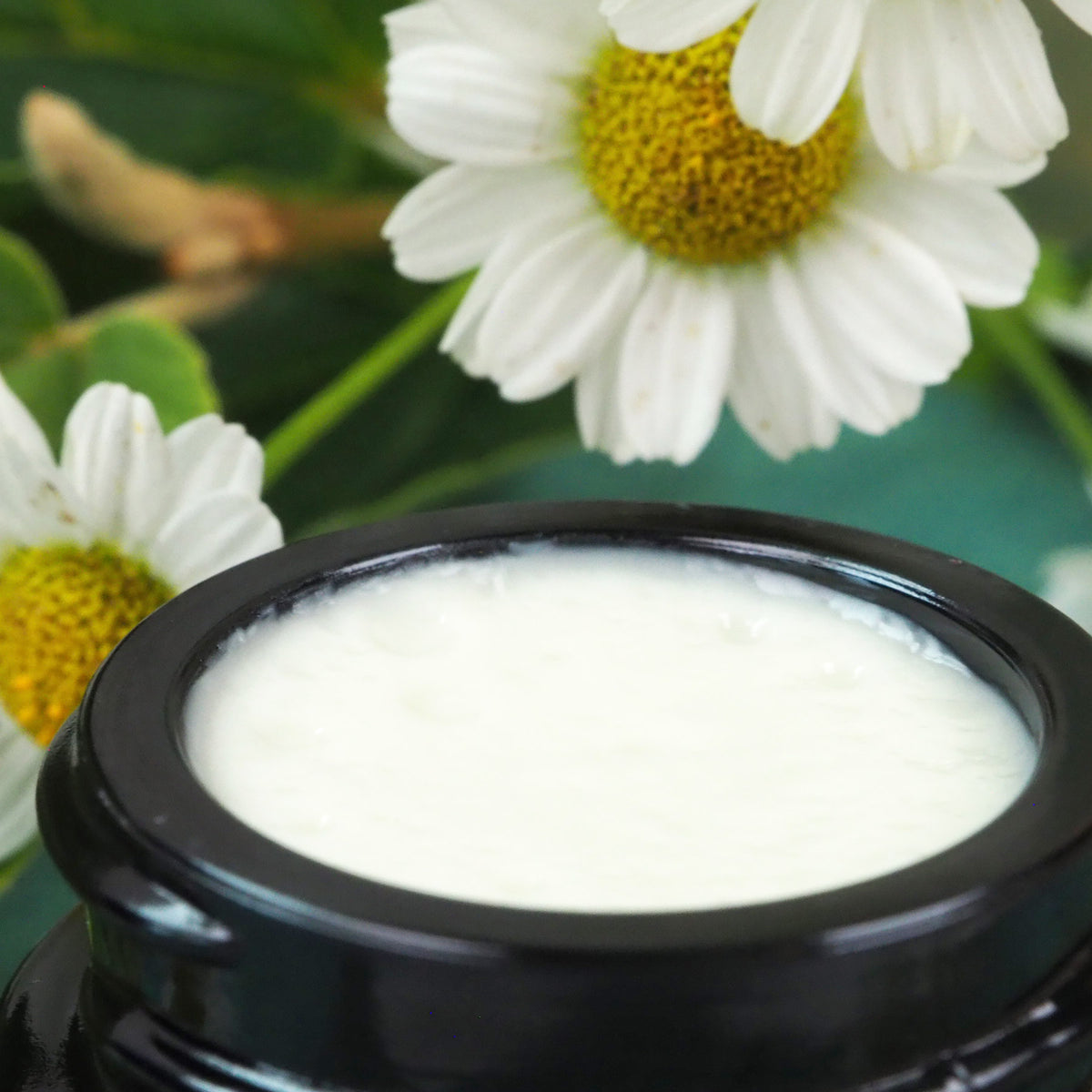 Geöffneter 35ml Kamillen-Hamamelis Creme Tiegel, Nahaufnahme. Kamillenblüten im Hintergrund.