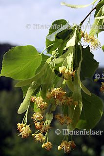 Lindenblüten CO2 (1 ml)