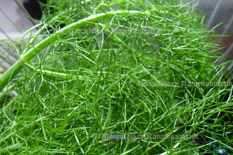 Fenchel bitter extra Bio (10 ml)