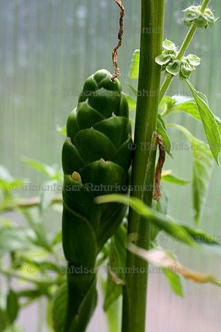 Ingwer CO2 (3 ml)