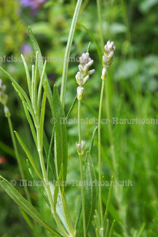 Lavendel - Spik-Lavendel wild (5 ml)