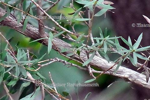 Manuka (2 ml)