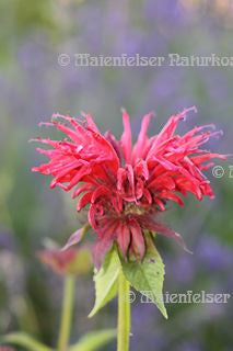 Monarde (2 ml)