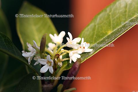 Osmanthus abs. pur (1 ml)