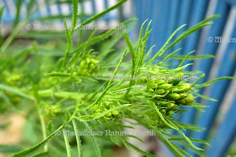 Tagetes - Ladakh (2 ml)