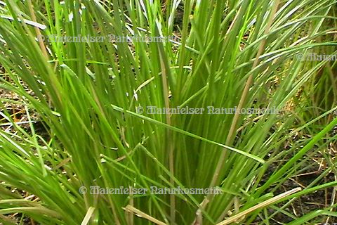 Vetiver BIO (3 ml)