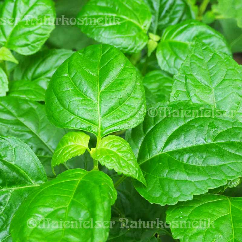 Patschouli extra BIO (10 ml)