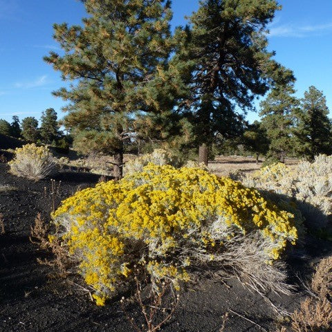 Rabbitbrush (1 ml)
