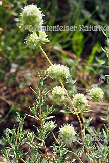 Thymian BIO (5 ml)