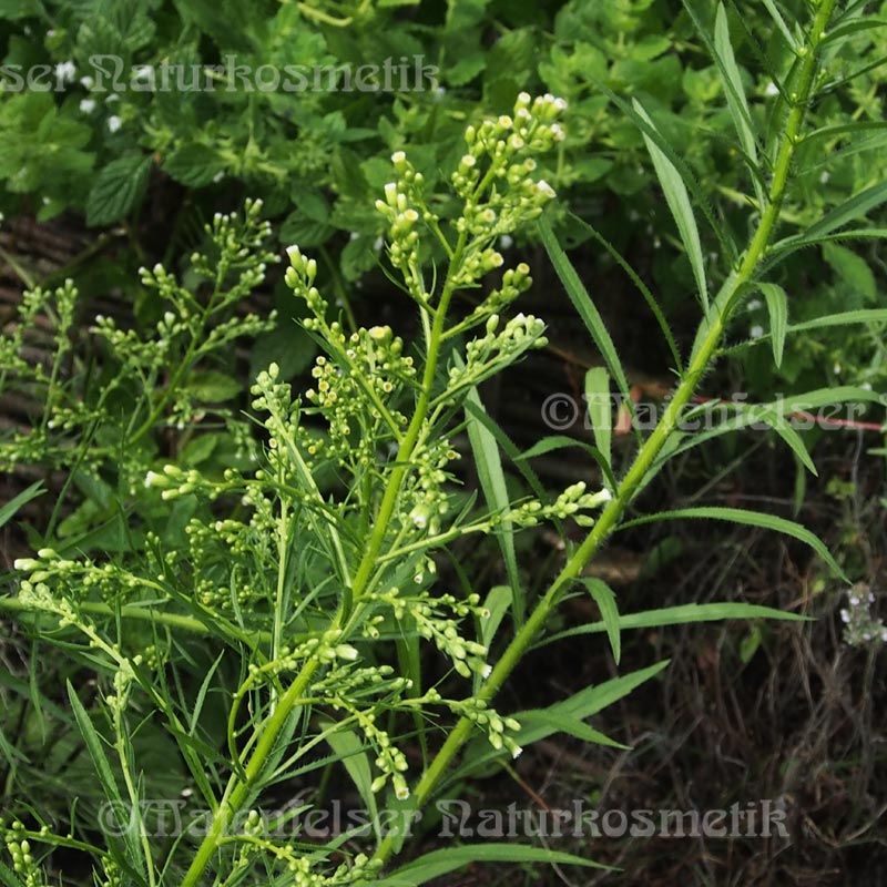 Flohkraut (2 ml)