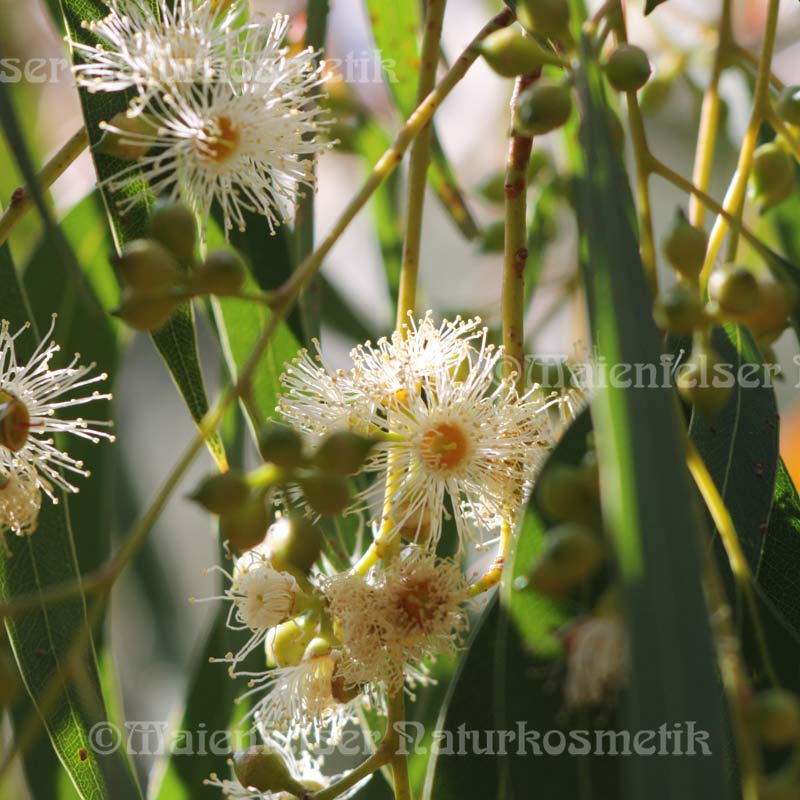 Eukalyptus "Crypton" (3 ml)