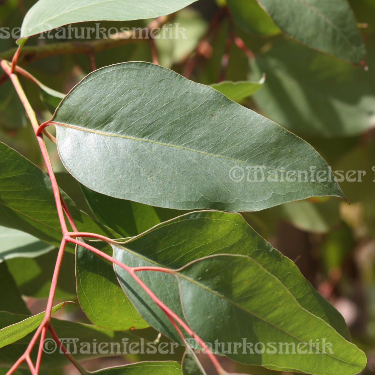 Eukalyptus - Erdbeer Eukalyptus (3ml)