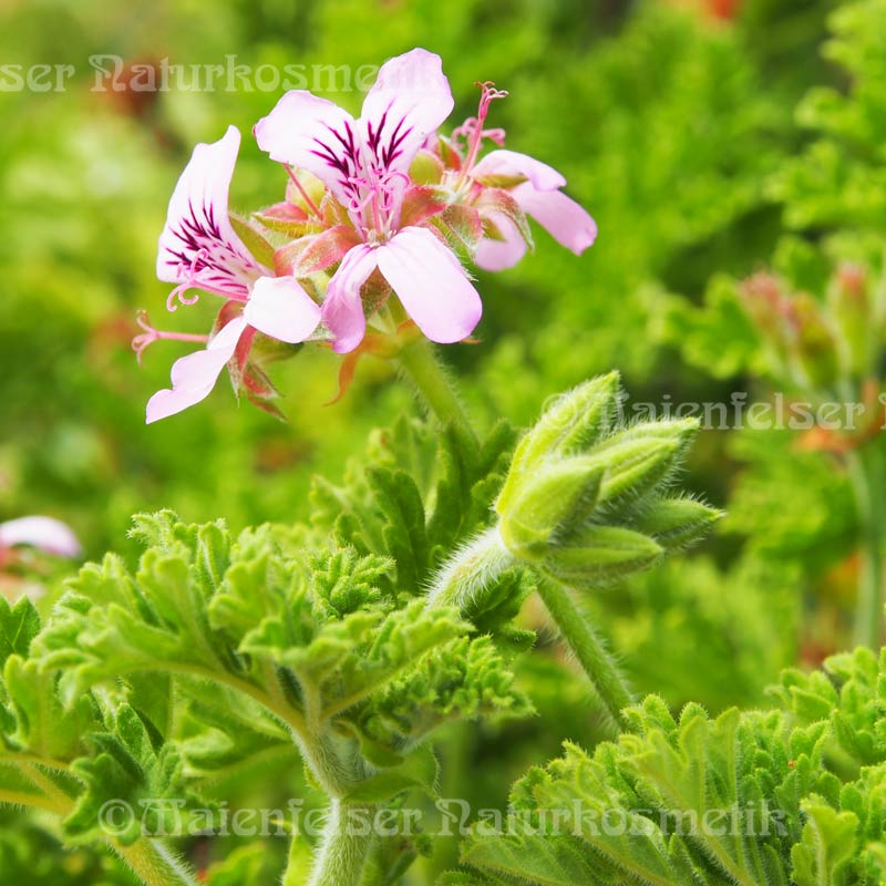 Geranium "Bourbon" BIO (5 ml)