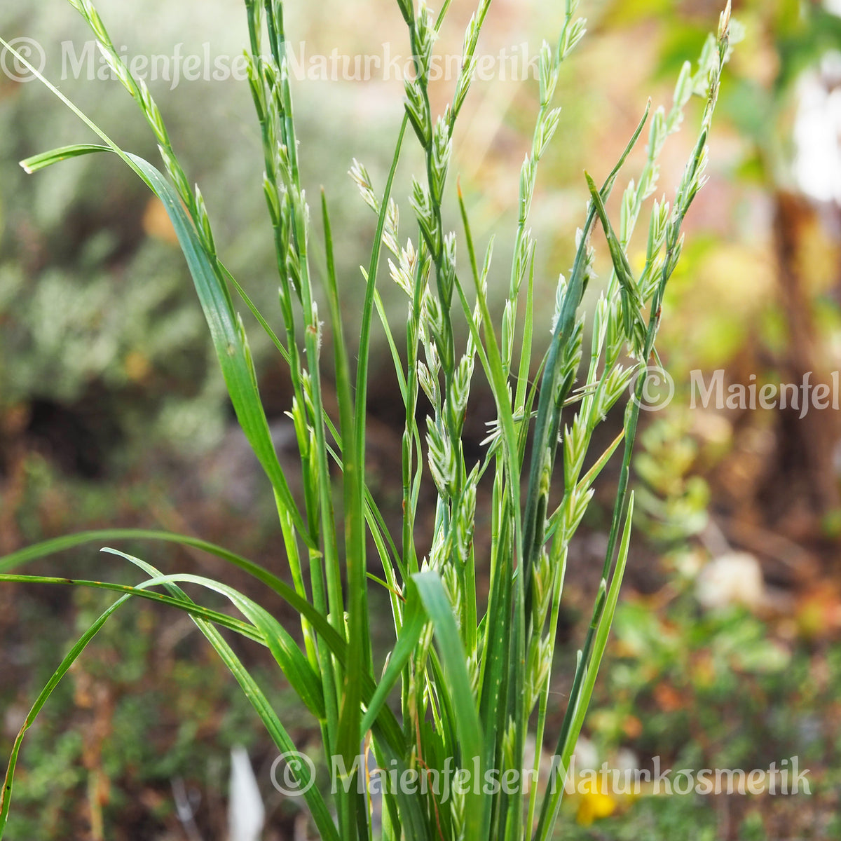 Hay absolue (1ml)