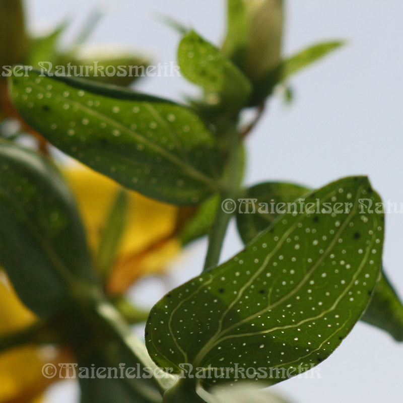 Johanniskraut wild (1 ml)