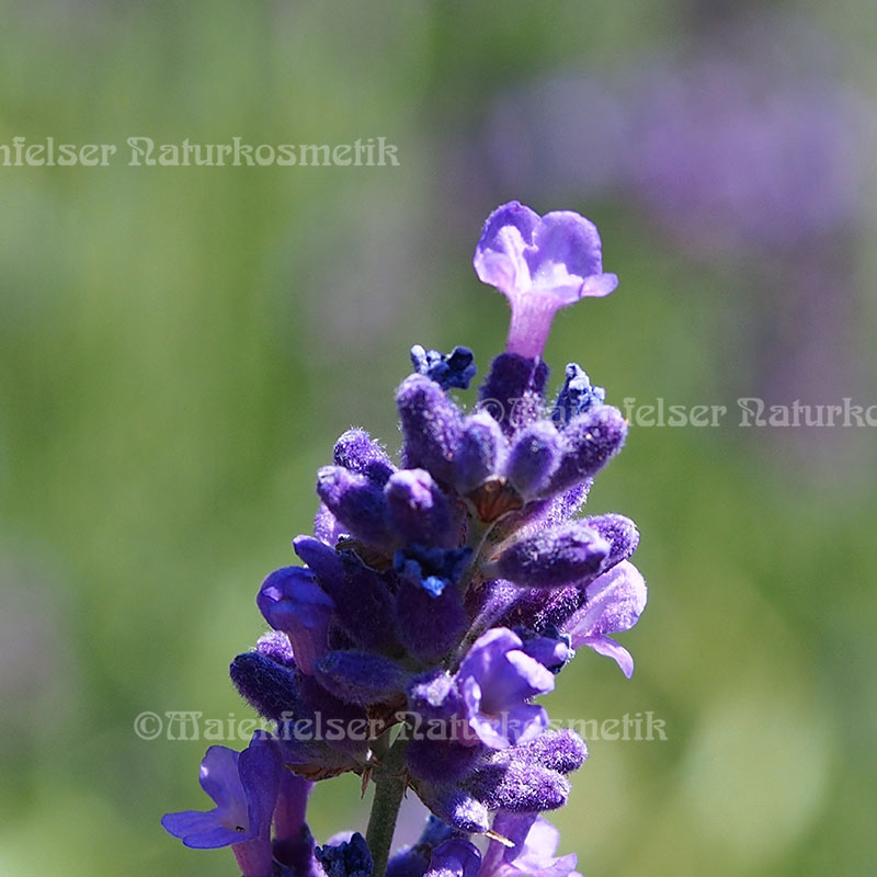 Lavendel CO2 (5 ml)