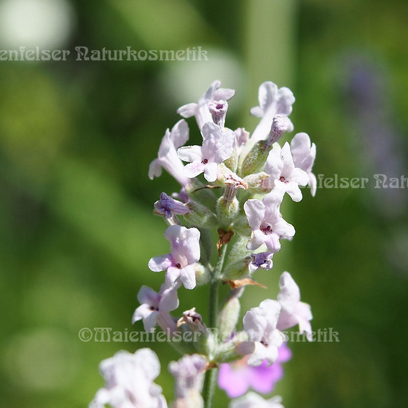 Lavendel Himal (10 ml)