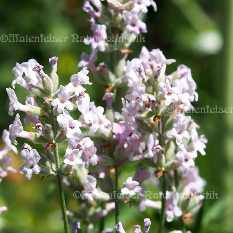 Lavendel thai. (5 ml)