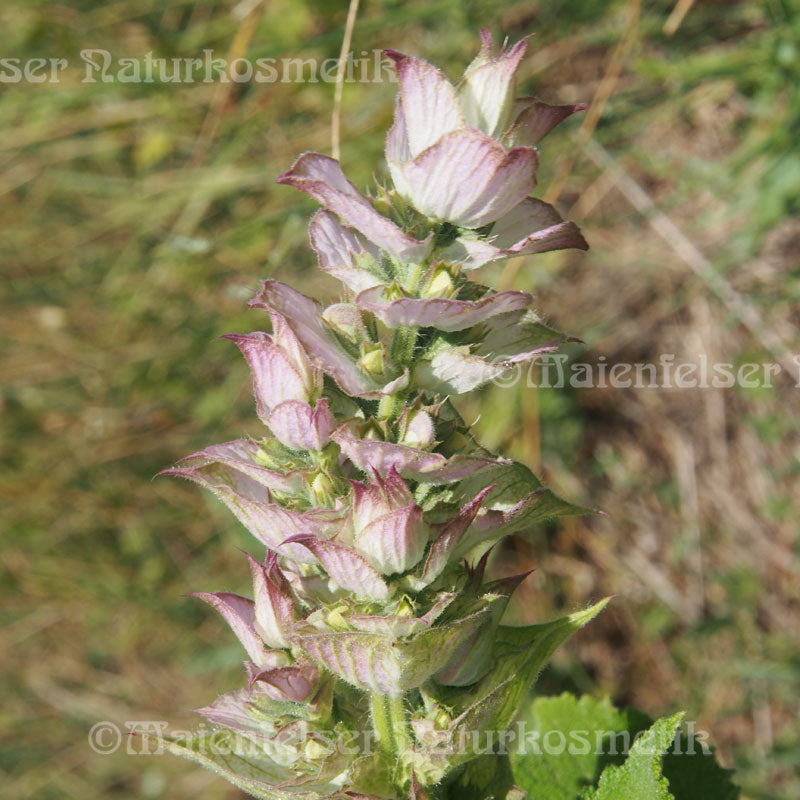 Muskateller-Salbei abs. (7ml)