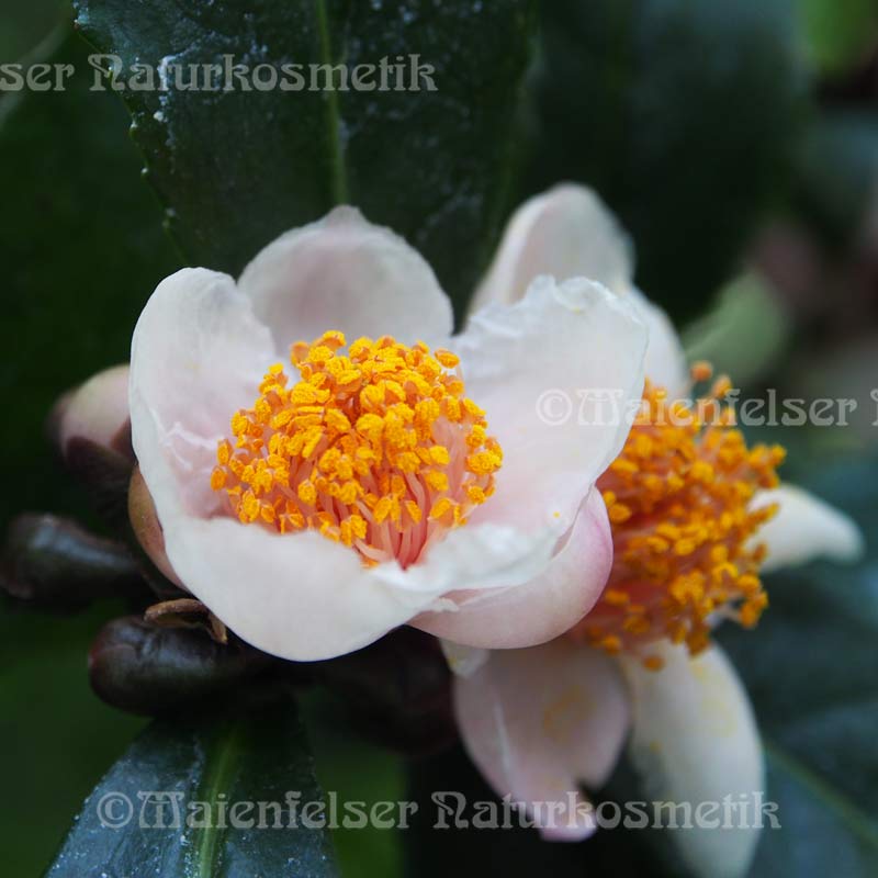 Cameliasamenöl BIO